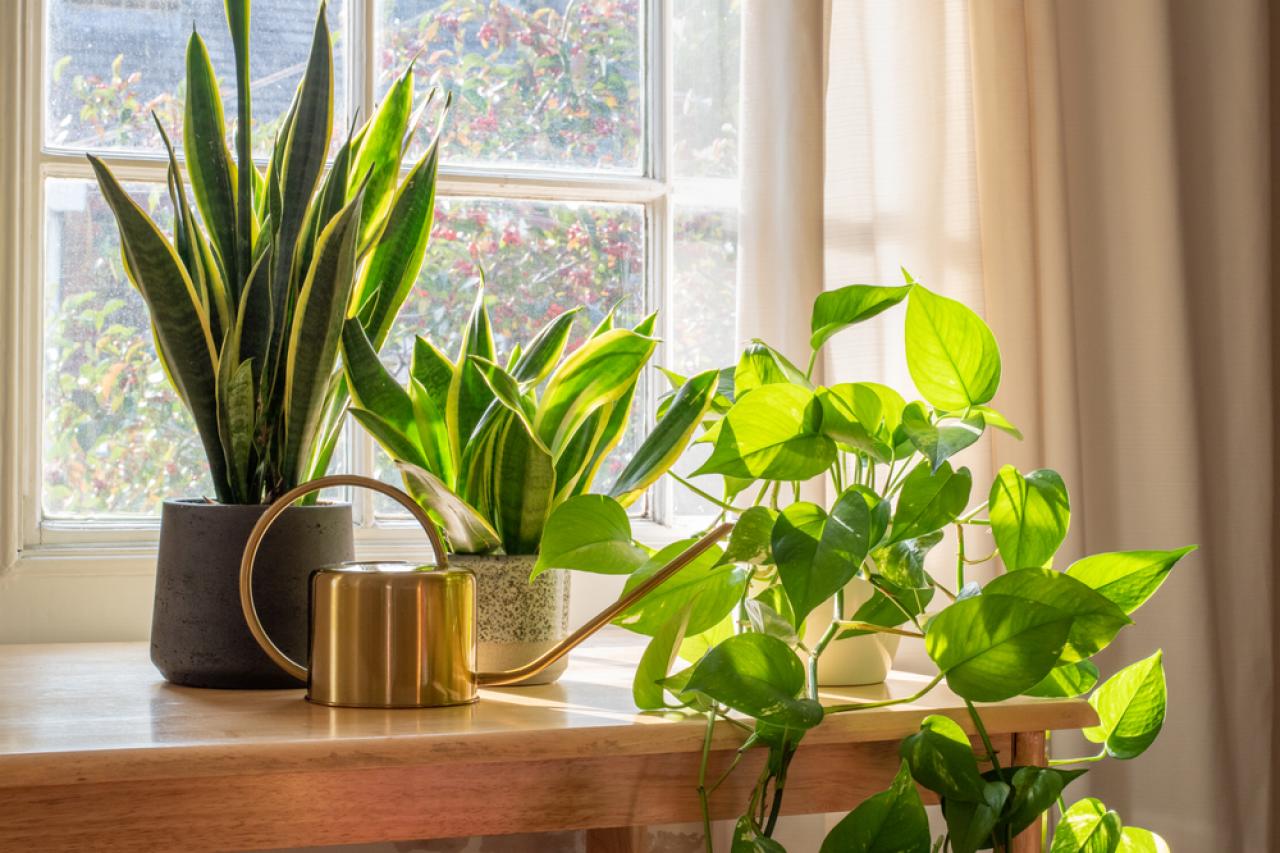 20 Tips for Decorating your Home with Indoor Spider Plants