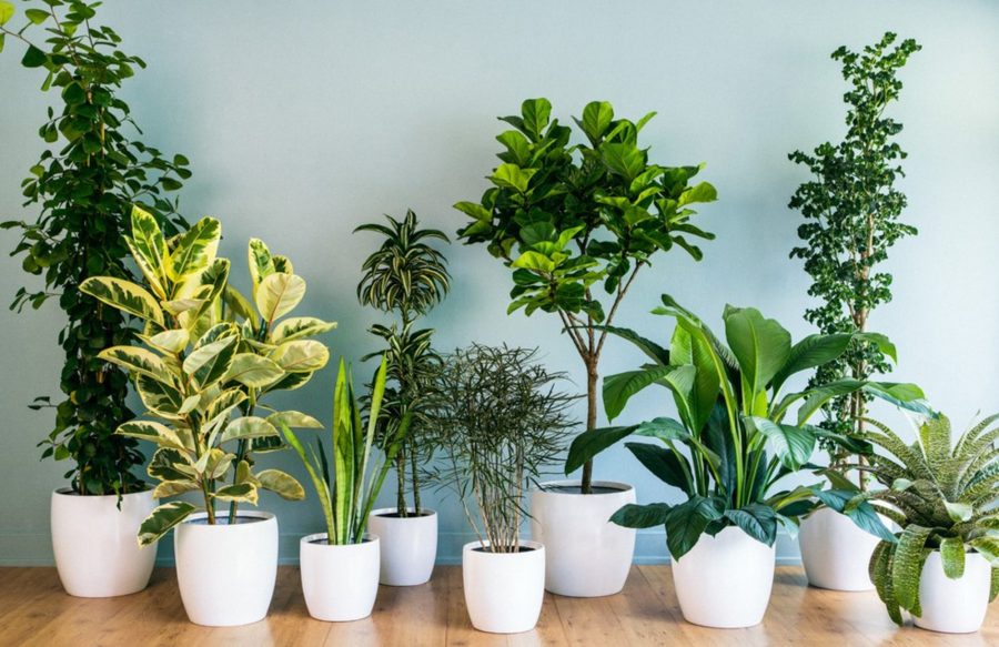 20 Tips for Decorating your Home with Indoor Spider Plants