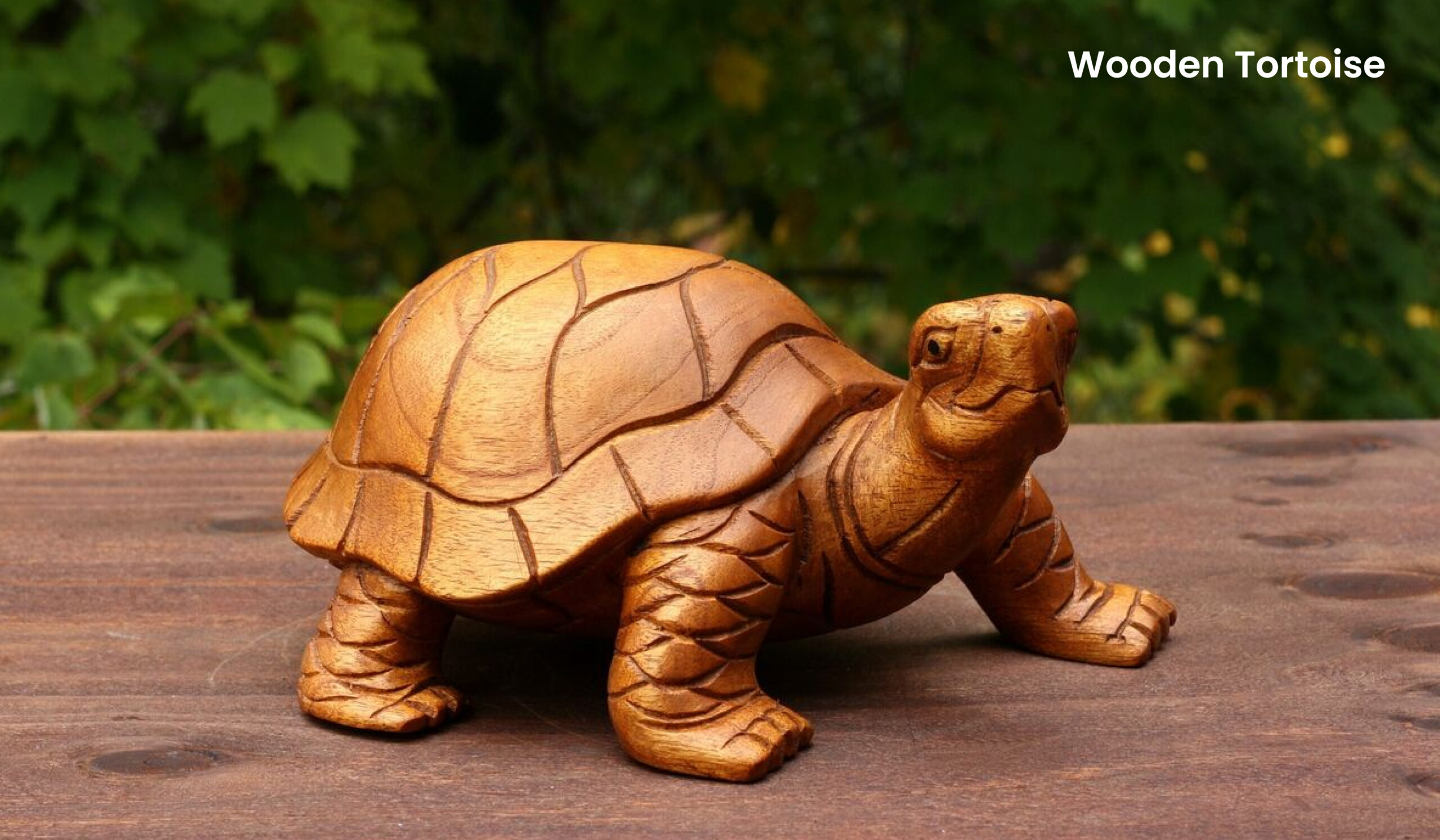 Tortoise-Vastu-Tips